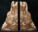 Tall Petrified Wood (Conifer) Bookends - McDermitt, Oregon #16881-1